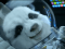 Kia_Panda