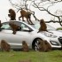i30 monkey 1