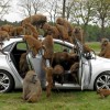 i30 monkey 2