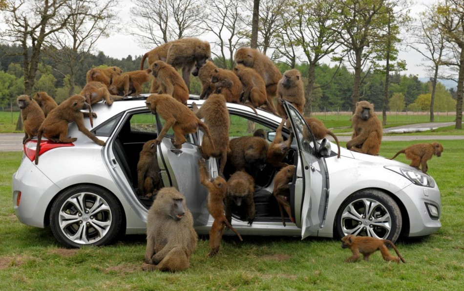 i30 monkey 2