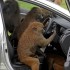 i30 monkey 5
