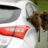 i30 monkey 6