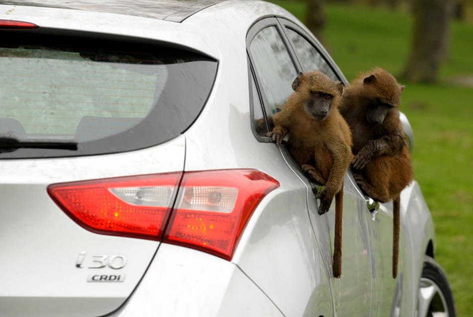 i30 monkey 6