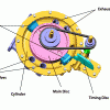 Variable Geometry Toroidal Engine (Round Engine)
