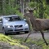 Oh deer, watch out! – Volvo developing system to avoid collision with wild animals