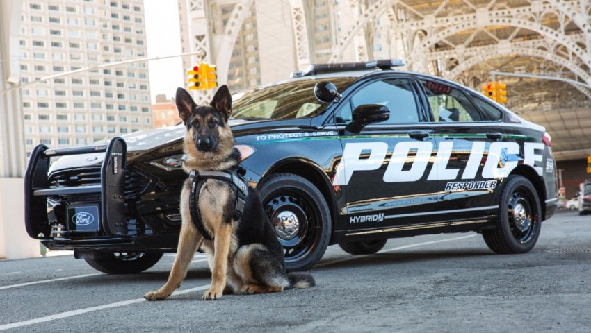 加入节能减炭行列，Ford 为美国警方推出Hybrid警车。 25056