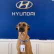 地表最疗愈的汽车销售员! 巴西 Hyundai 狗狗网络爆红!
