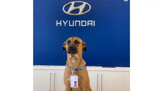 地表最疗愈的汽车销售员! 巴西 Hyundai 狗狗网络爆红!
