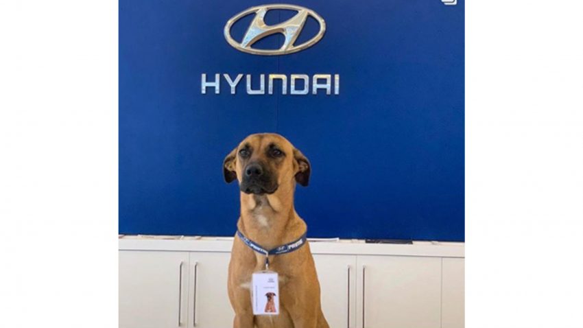 地表最疗愈的汽车销售员! 巴西 Hyundai 狗狗网络爆红! 130841