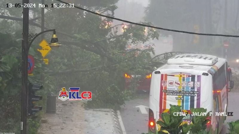隆市中心再次发生树倒事件，三台车不幸被砸中伤亡未明