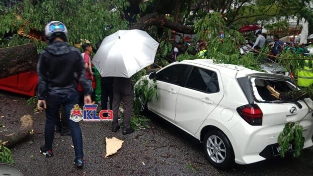 大雨导致隆市中心路段树倒压车, 多辆汽车不幸被严重压毁