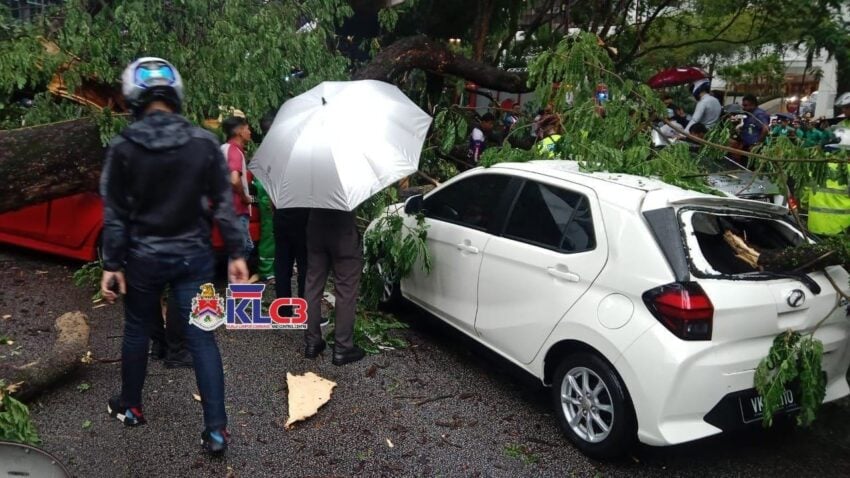 大雨导致隆市中心路段树倒压车, 多辆汽车不幸被严重压毁 257744