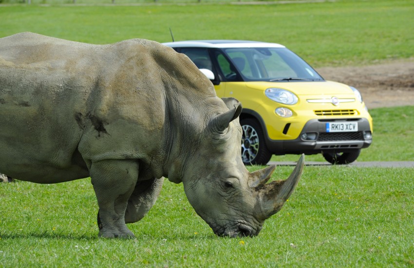 The cinquecento gets tough – new Fiat 500L Trekking 188135