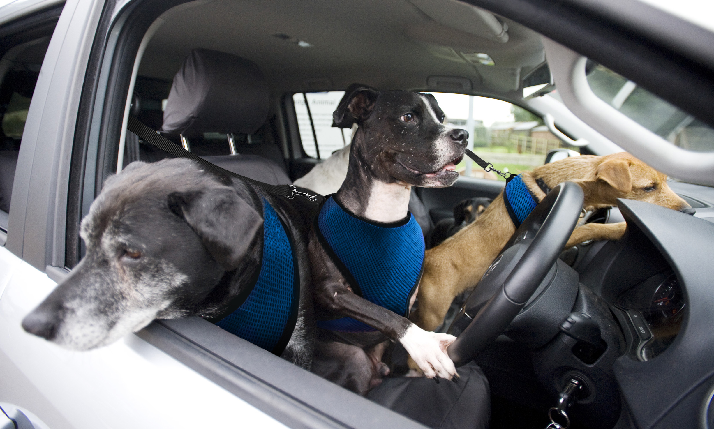 Едет про. Собака в машине. Собака за рулем. Пес за рулем. Собака в салоне авто.