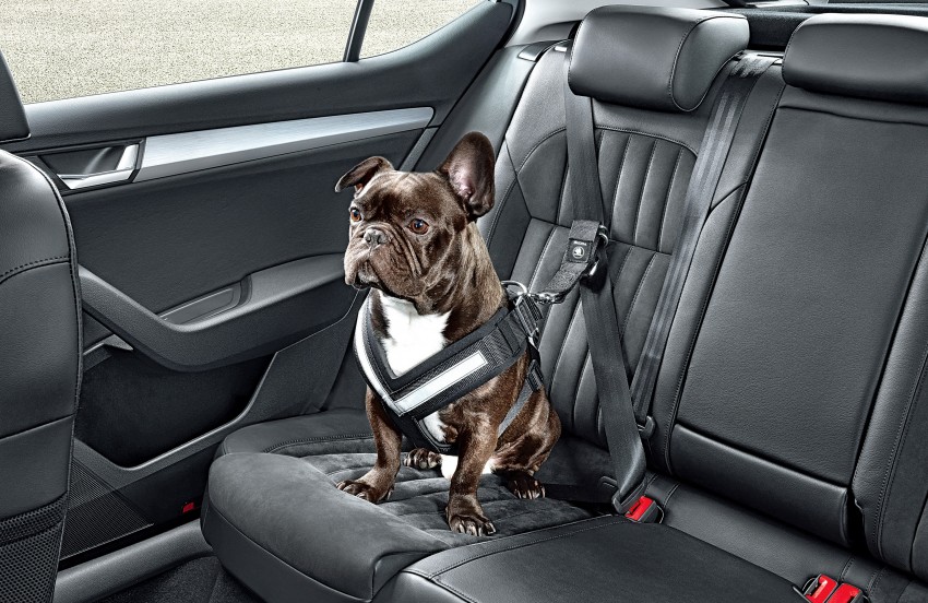 Keeping your pet safe with the Skoda Dog Safety Belt 360357