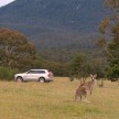 Volvo kangaroo detection and collision avoidance system currently being developed in Australia