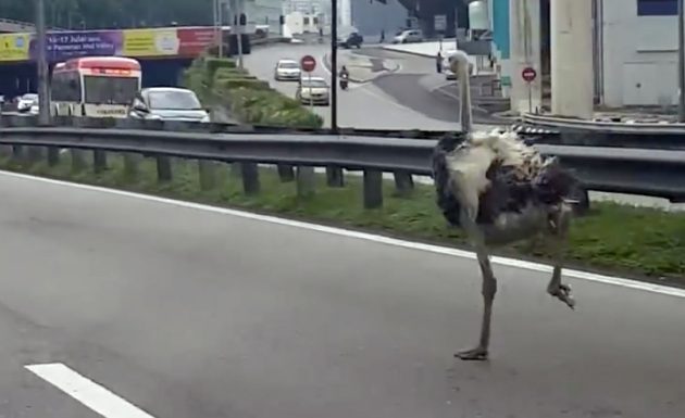 Chickaboo-Ostrich-Federal-Highway