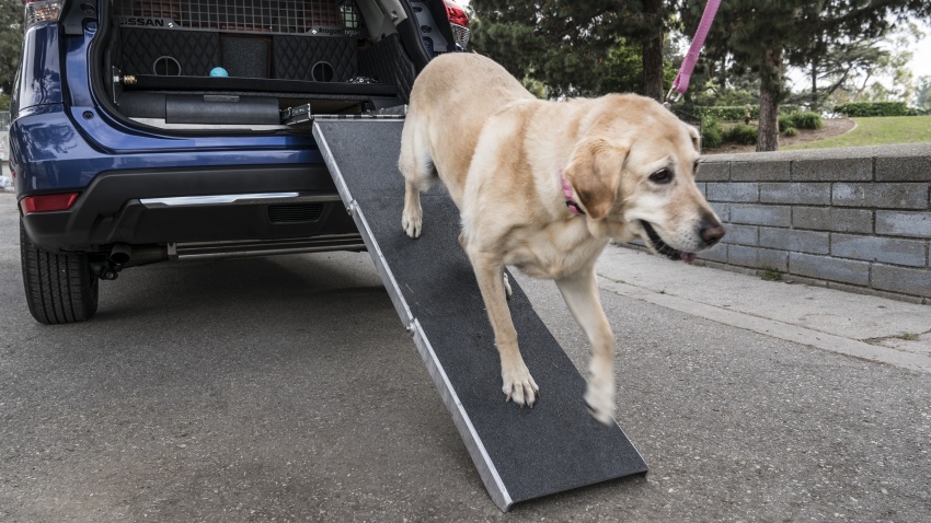 Nissan Rogue Dogue concept just sounds paw-fect 643753