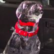 Ford demonstrates heat danger with ice sculptures of child, pets – remember to leave no one in a hot car