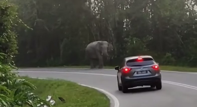 Elephant on road 1