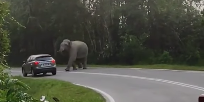 Elephant ‘inspects’ Raya jam at East-West Highway, approaches SUV – don’t provoke it or go too near 1452363