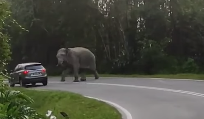 Elephant on road 3