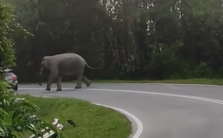 Elephant on road 4
