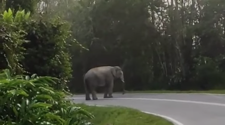 Elephant on road 5