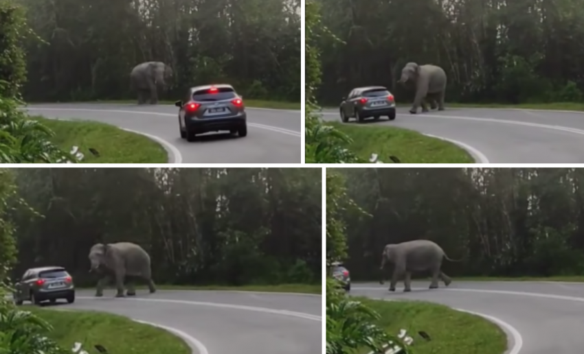 Elephant ‘inspects’ Raya jam at East-West Highway, approaches SUV – don’t provoke it or go too near 1452396