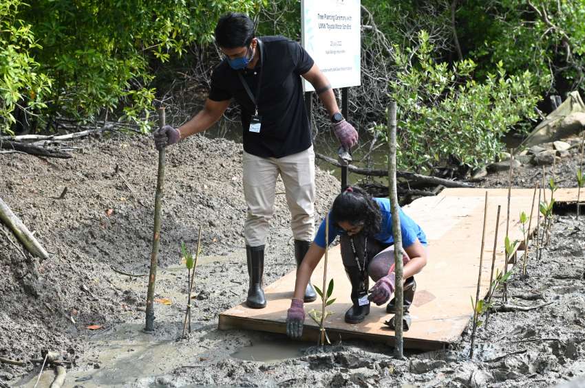 UMW Toyota Motor strives to achieve carbon neutrality by 2050 through mangrove reforestation initiative 1489968