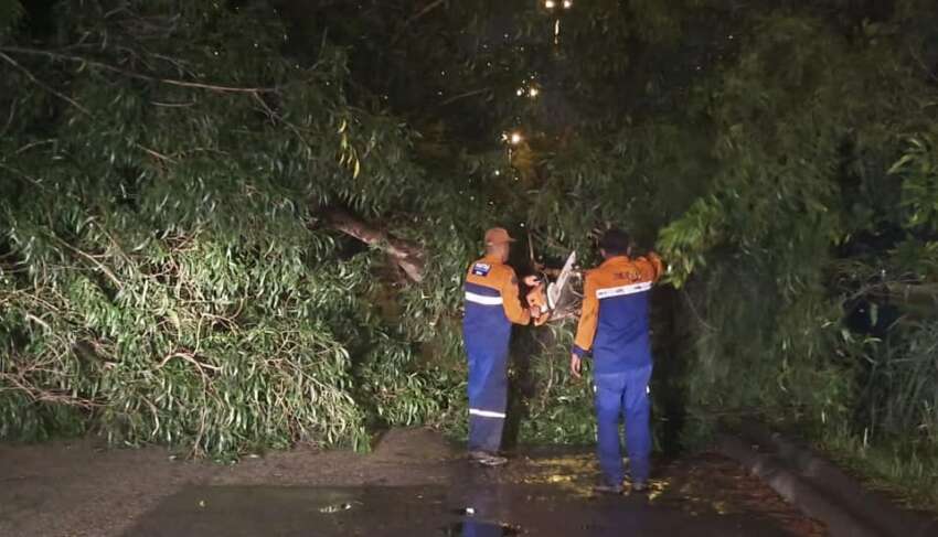 Rainy season means lots of falling trees – avoid parking under trees and get Special Perils insurance 1607361