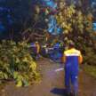 Rainy season means lots of falling trees – avoid parking under trees and get Special Perils insurance