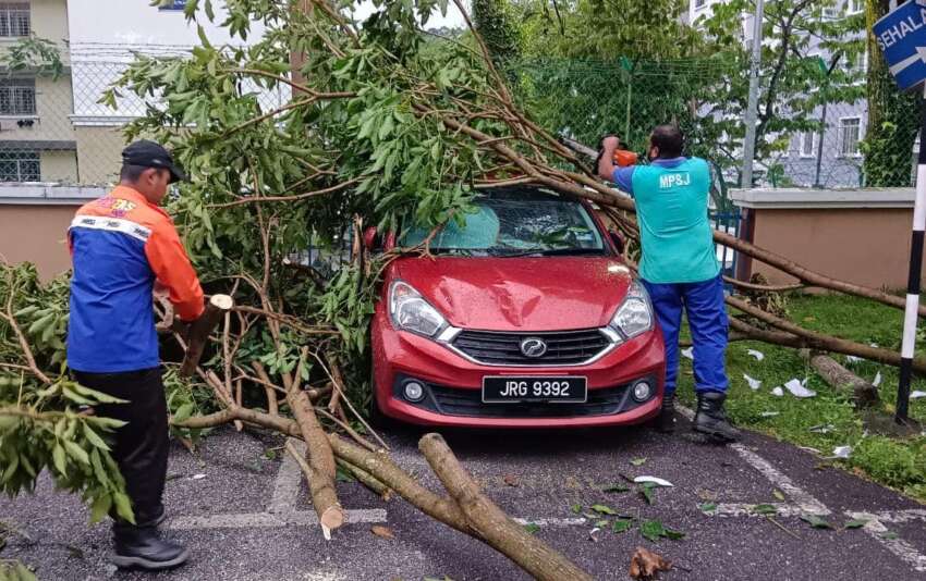 Rainy season means lots of falling trees – avoid parking under trees and get Special Perils insurance 1607364