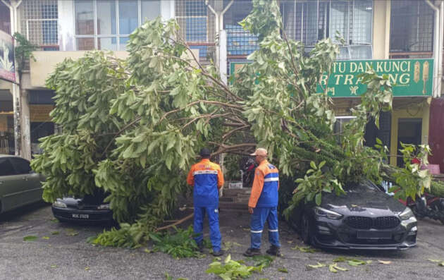 Rainy season means lots of falling trees – avoid parking under trees and get Special Perils insurance