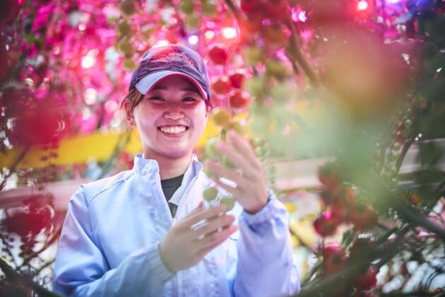 Toyota tanam strawberi dan tomato ceri di kilang bagi percepat usaha ke arah neutral karbon, bantu petani