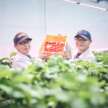Toyota tanam strawberi dan tomato ceri di kilang bagi percepat usaha ke arah neutral karbon, bantu petani