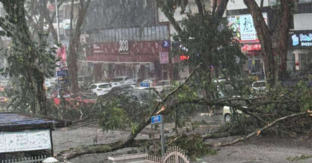 Pokok tumbang akibat ribut, masa inilah perlindungan insurans bencana alam dapat membantu
