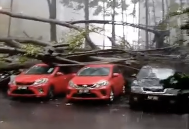 Another tree falls along Jalan Pinang, hitting parked car – road closed, insurance recommended Special Risks