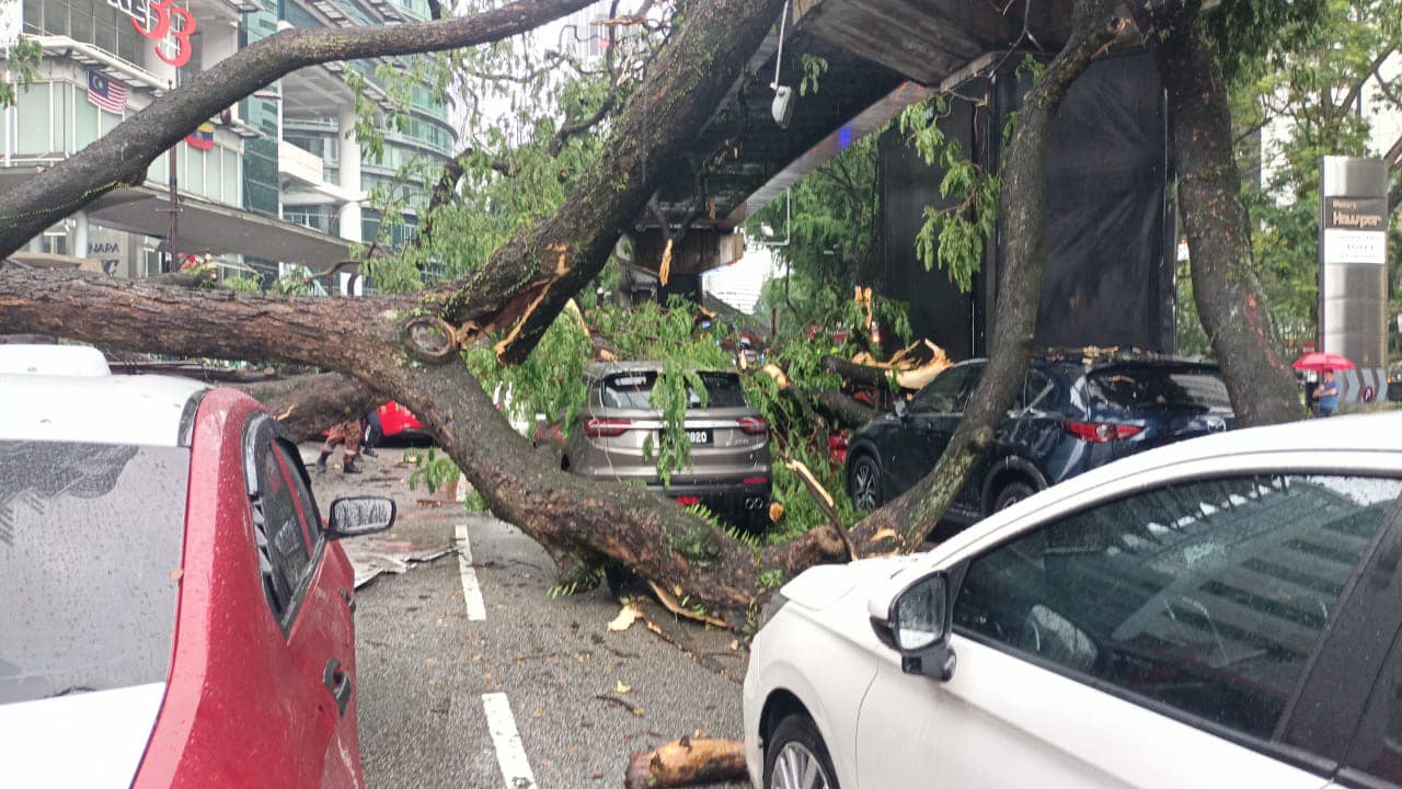 pokok-tumbang-KL-5-BM