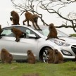 Hyundai i30, besieged by primates, goes ape for 10 hours