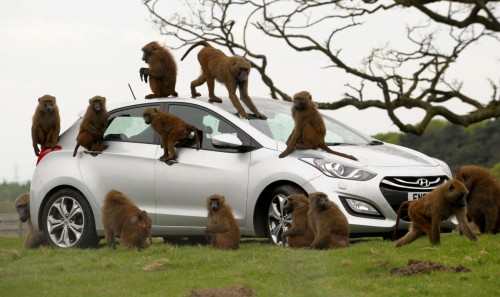 Hyundai i30, besieged by primates, goes ape for 10 hours