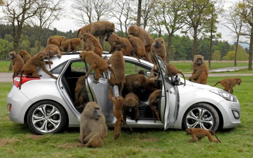 Hyundai i30, besieged by primates, goes ape for 10 hours