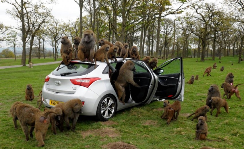 Hyundai i30, besieged by primates, goes ape for 10 hours 106600