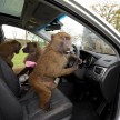 Hyundai i30, besieged by primates, goes ape for 10 hours