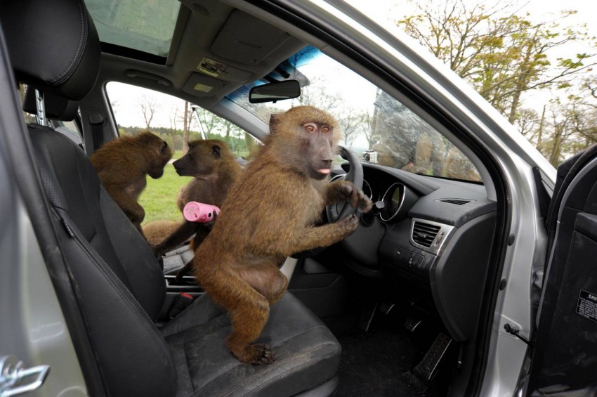 Hyundai i30, besieged by primates, goes ape for 10 hours 106596